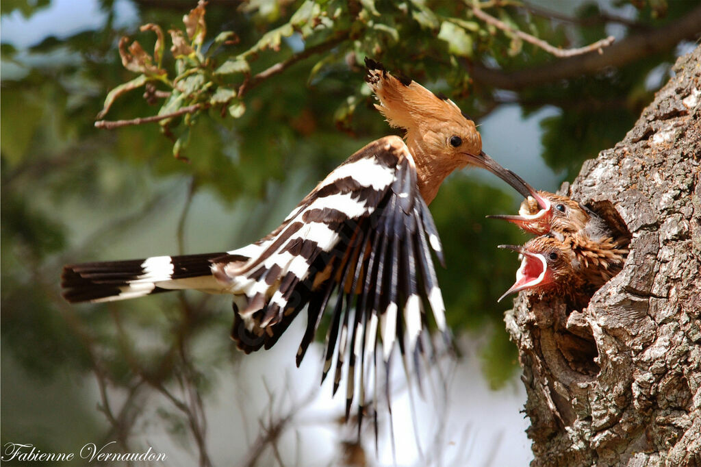 Eurasian Hoopoe