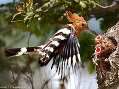 Eurasian Hoopoe