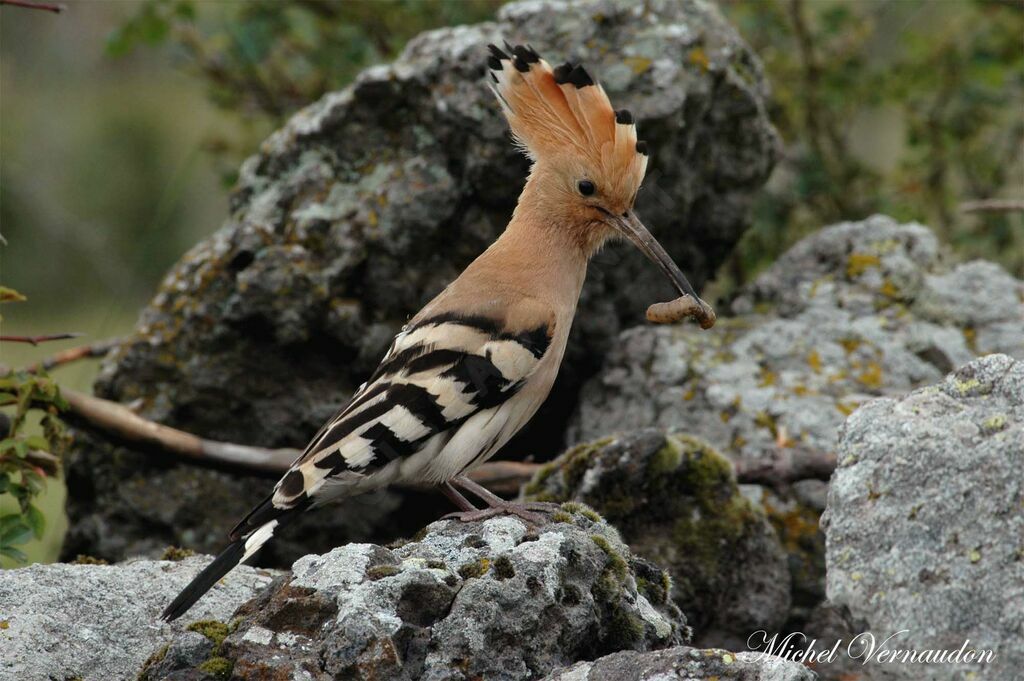 Huppe fasciéeadulte