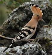 Eurasian Hoopoe