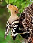 Eurasian Hoopoe