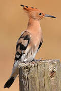 Eurasian Hoopoe