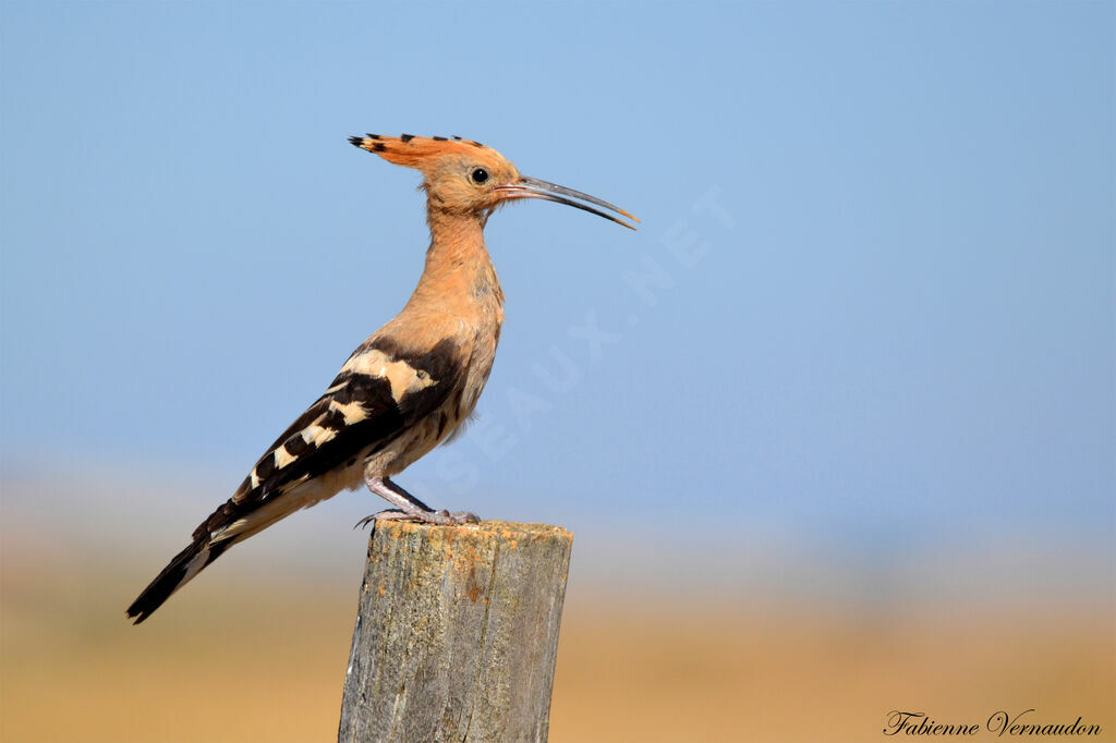 Eurasian Hoopoe