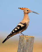 Eurasian Hoopoe