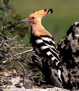 Eurasian Hoopoe