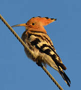 Eurasian Hoopoe