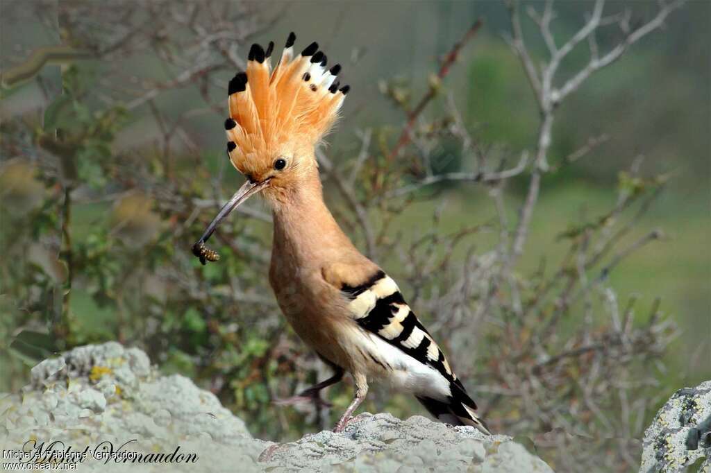 Eurasian Hoopoeadult, feeding habits