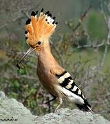 Eurasian Hoopoe