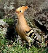 Eurasian Hoopoe