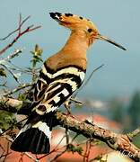 Eurasian Hoopoe