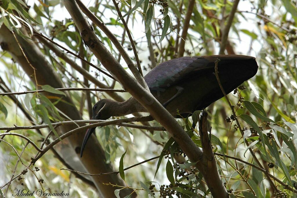 Hadada Ibis