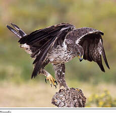 Aigle de Bonelli