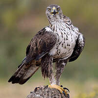 Aigle de Bonelli