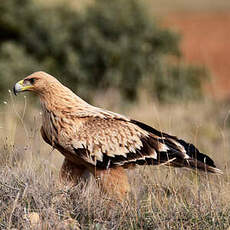 Aigle ibérique