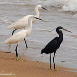 Aigrette des récifs