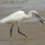 Aigrette des récifs