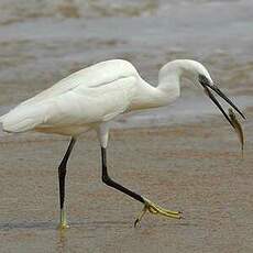 Aigrette des récifs