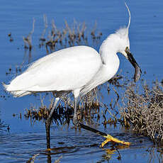 Aigrette garzette