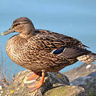 Canard colvert
