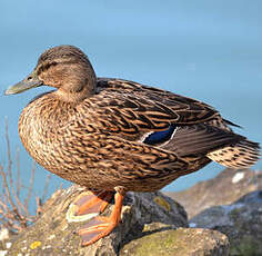 Canard colvert