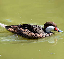 Canard des Bahamas