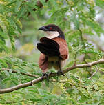 Coucal du Sénégal