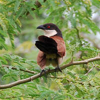 Coucal du Sénégal