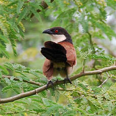 Coucal du Sénégal