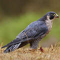 Peregrine Falcon
