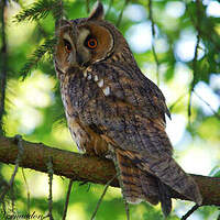 Hibou moyen-duc