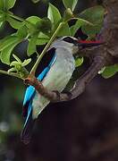 Woodland Kingfisher