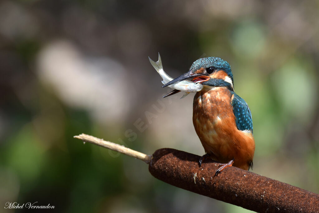 Common Kingfisher female