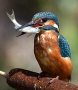 Common Kingfisher