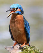 Common Kingfisher