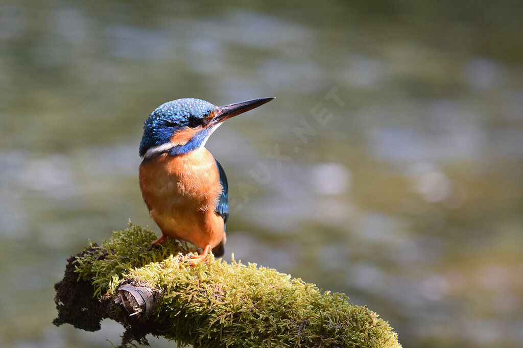 Common Kingfisher female adult