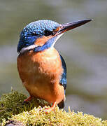 Common Kingfisher