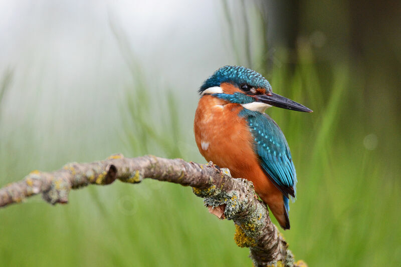 Common Kingfisher male adult