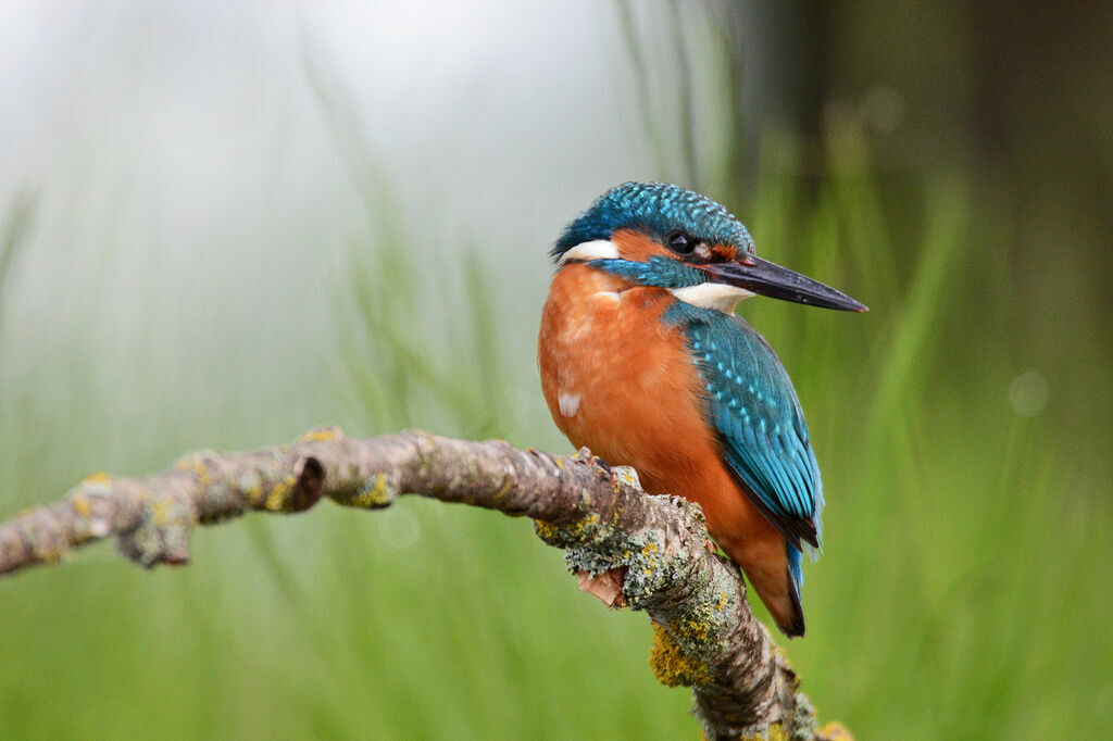 Common Kingfisher male adult