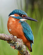 Common Kingfisher