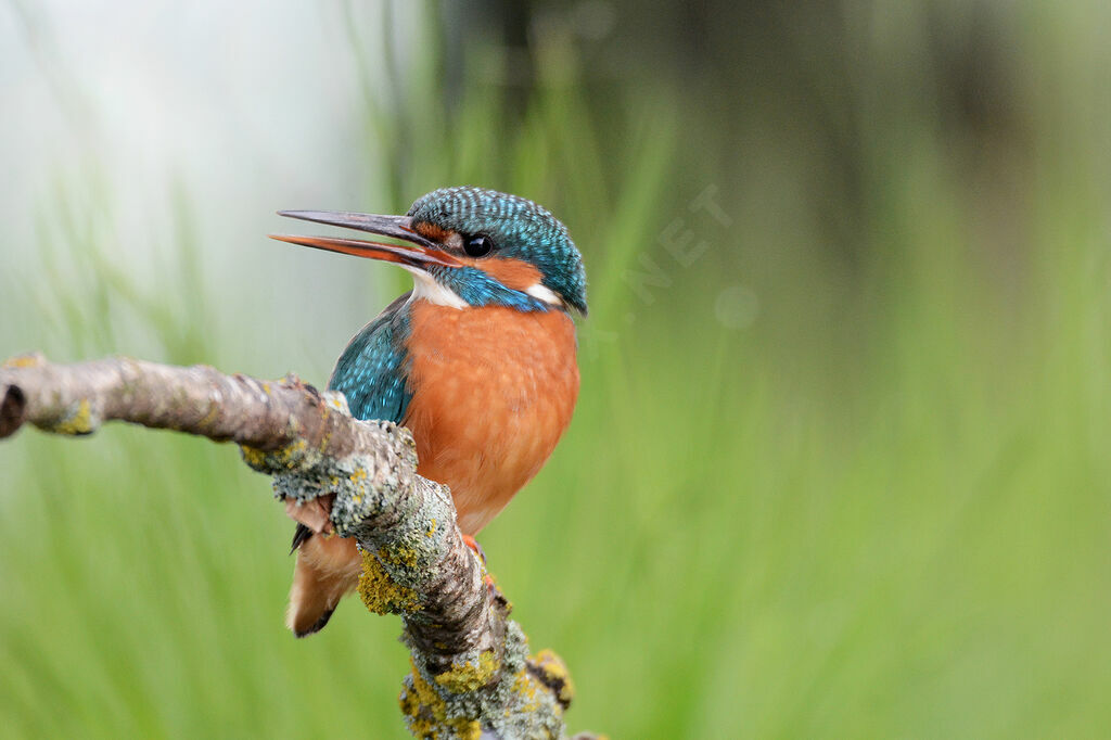 Common Kingfisher female adult