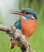 Common Kingfisher