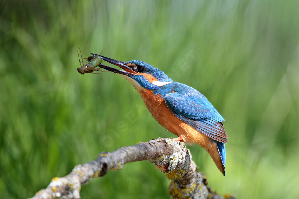 Common Kingfisher male adult