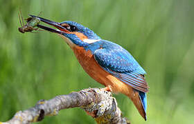 Common Kingfisher