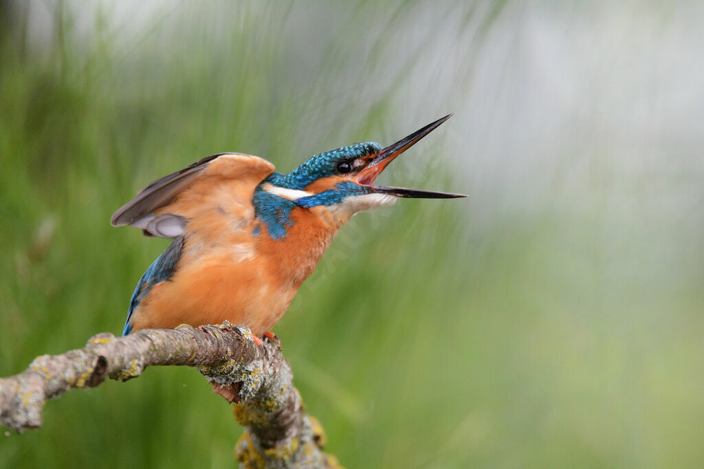 Common Kingfisher male adult