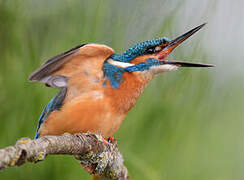 Common Kingfisher