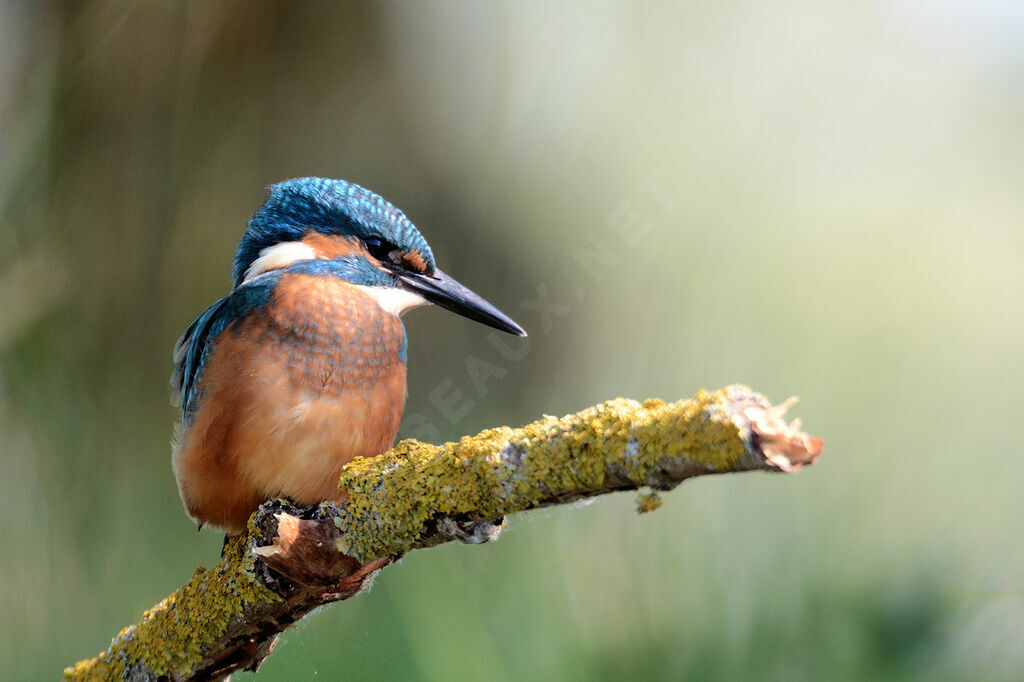 Common Kingfisher male adult