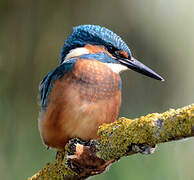 Common Kingfisher