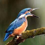 Common Kingfisher