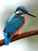 Common Kingfisher