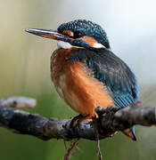 Common Kingfisher